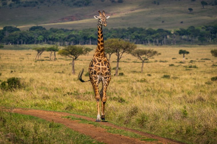 021 Masai Mara, giraf.jpg